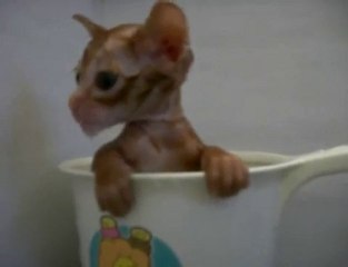 Chat minuscule prend un bain