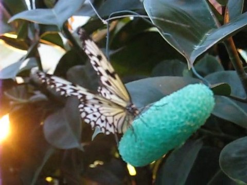 Haute Goulaine : serre aux papillons