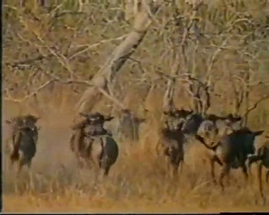 Gorongosa - no outro lado do tempo