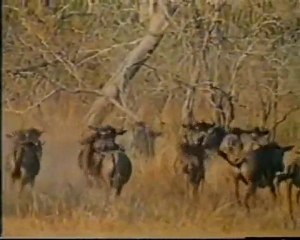 Gorongosa - no outro lado do tempo