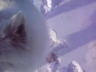 mon samoyede et son bonnet de noel