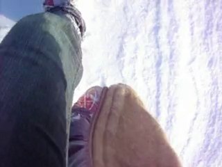 mon samoyede le jour de noel