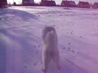mon samoyede le jour de noel(suite)
