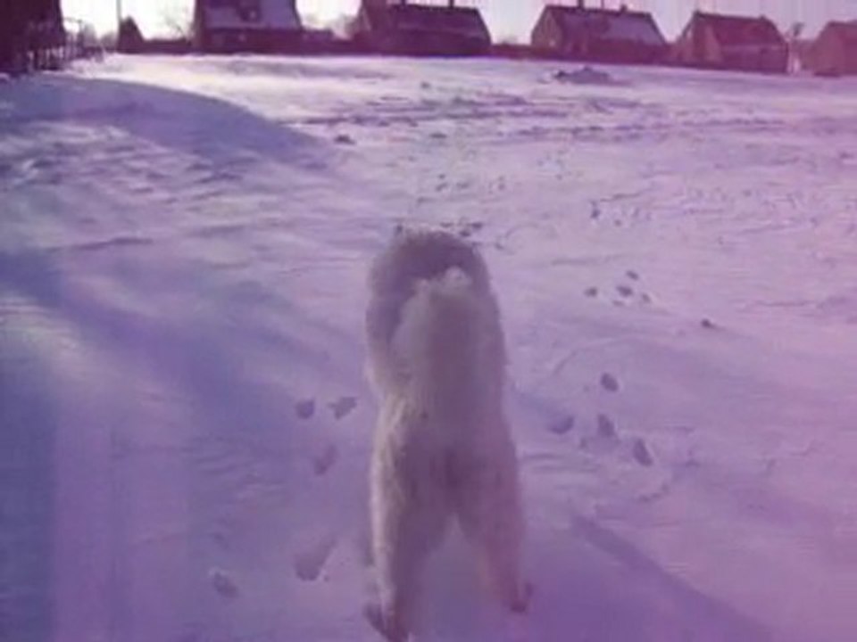 mon samoyede le jour de noel(suite)