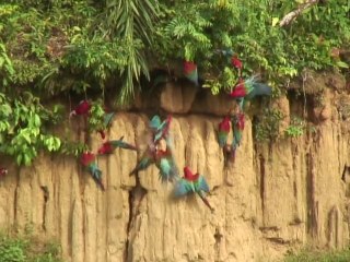 Peruvian jungle crawling with new life