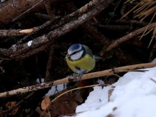 Mésange bleue décortiquant une graine de tournesol