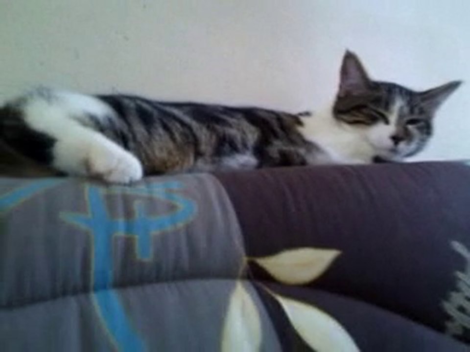 Kitty is sleeping !