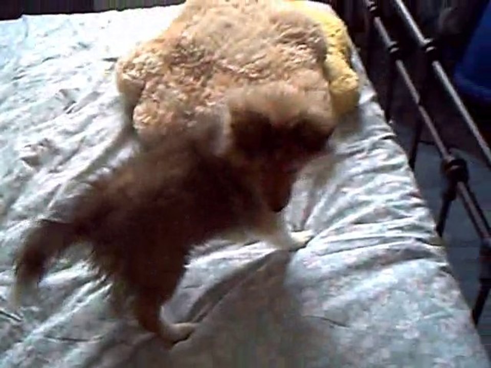 Comme chien et chat