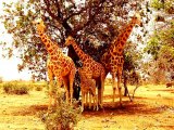 Pictures of Giraffes Online [Picture of Giraffe Online]