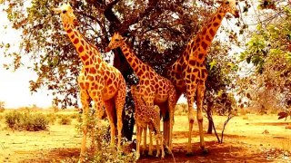 Pictures of Giraffes Online [Picture of Giraffe Online]