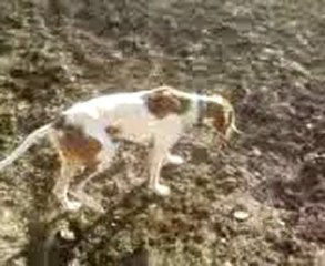 Simba Pointer Denizli/Bozkurt