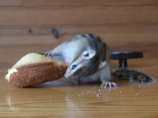 Noisette et la madeleine 12 -2010