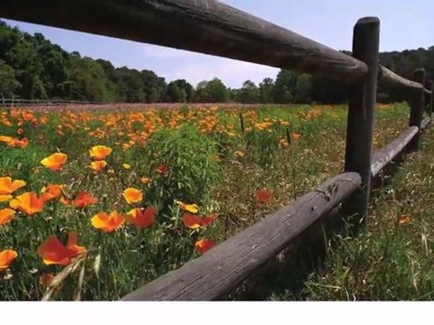 Homes for Sale - 47 Longleaf Estates Dr - Hollywood, SC 29449 - Roger Sample