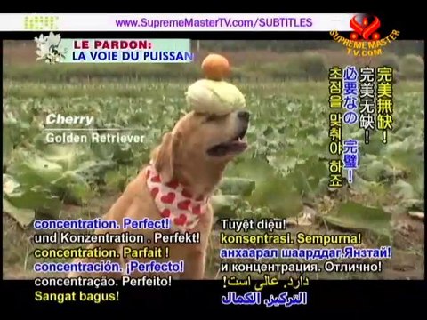 Clever Canines: Dancing Dogs, Cool Collies & More!