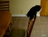 Un chaton sur une chaise rate son saut