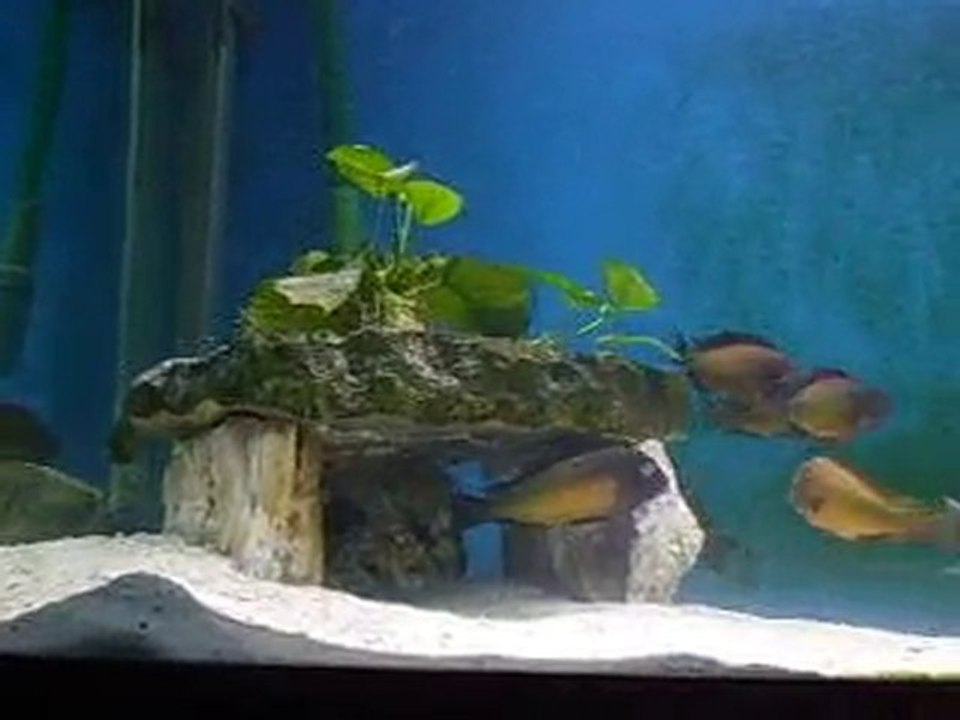 Tropheus Moorii İlangi