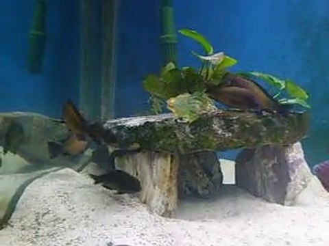 Tropheus Moorii İlangi