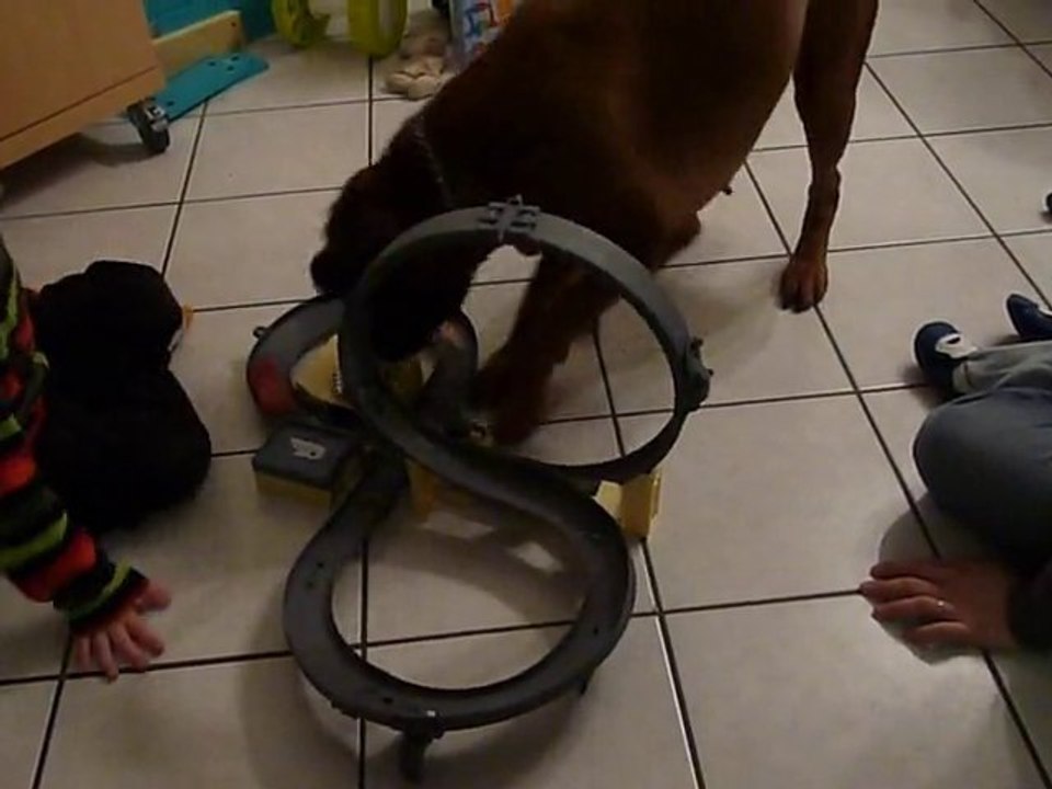 Le circuit et la chienne