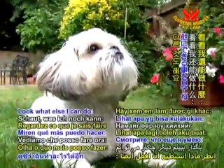 The Amazing Aptitude of Animal Companions