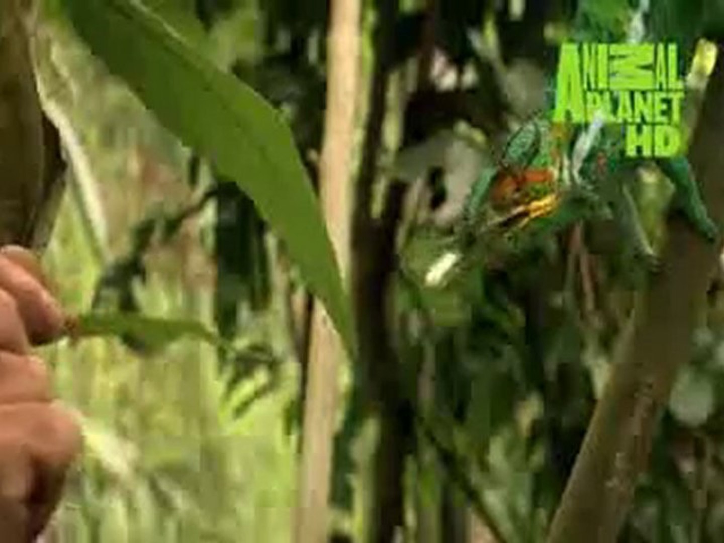⁣Promo Animal Planet HD
