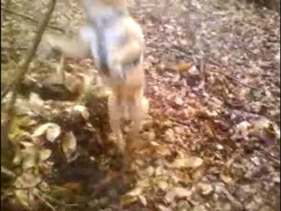 am staf-doz  mon molosse