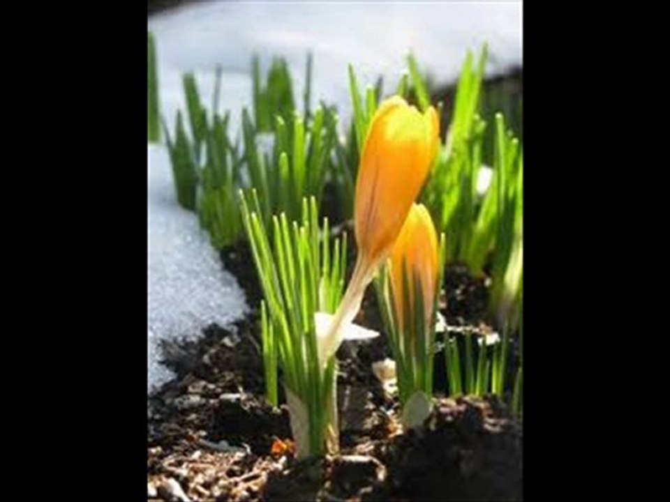 Orange County Bankruptcy Law Firm Attorney Chapter 7 chapte