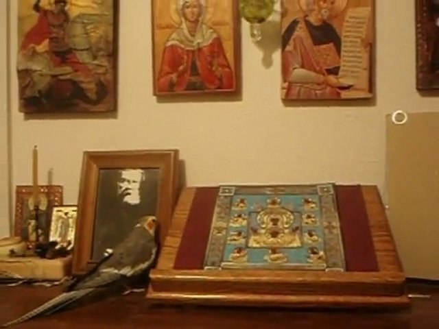 Bird Prayer
