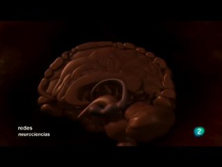 Cerebro: Prejuicios que matan