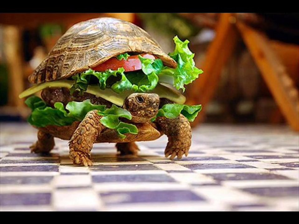 Funny pictures