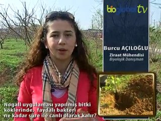 Nogall uygulaması yapılmış bitki köklerinde,