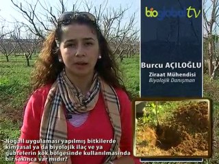 Nogall uygulaması yapılmış bitkilerde kimyasal ya