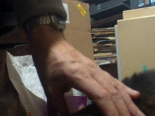 Can my Cat Read? Moggy Mooching. A Hungry Cat.