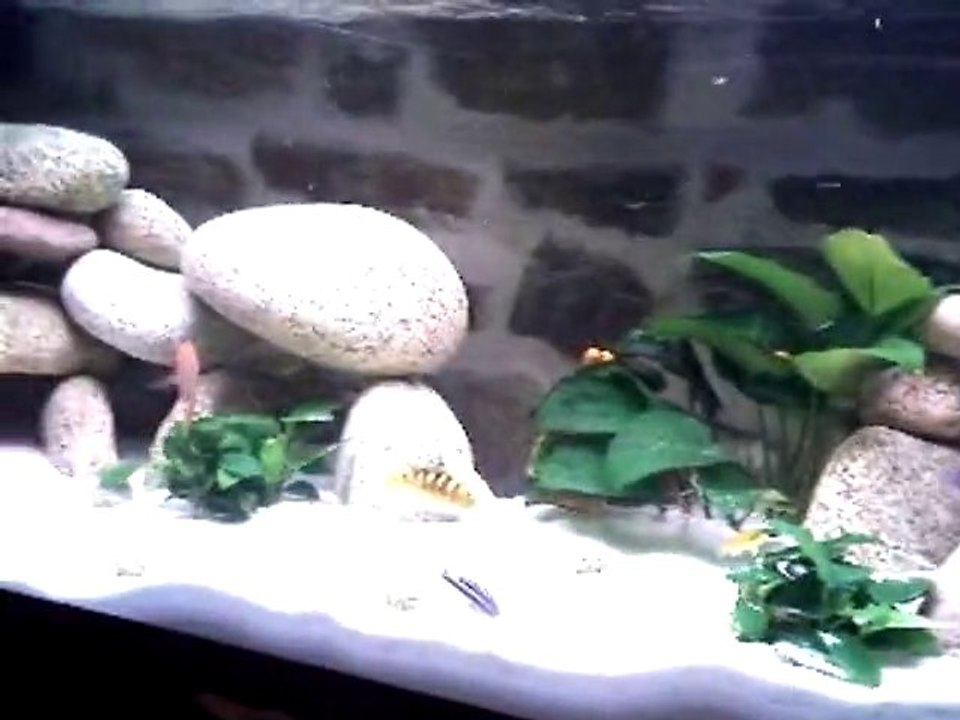 Aquarium Malawi