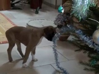 Les bêtises de Fiona