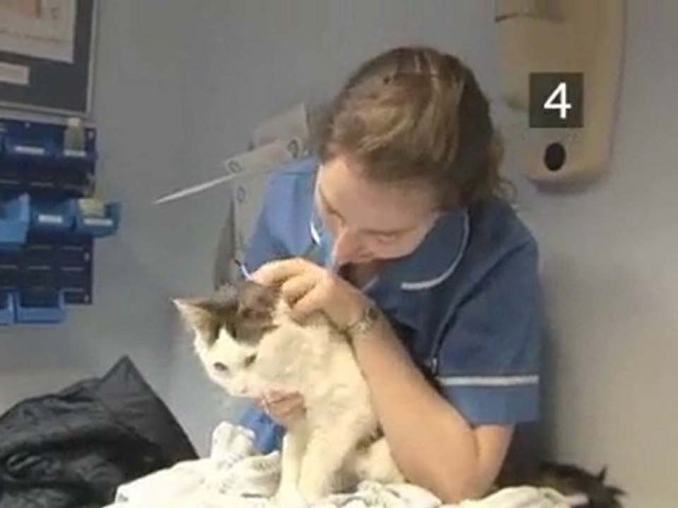 How To Give Your Cat Eye Drops