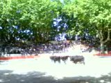 taureaux au arène de somière 2006
