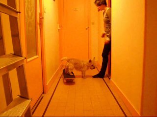 Dolbie cairn terrier apprends à faire du skate