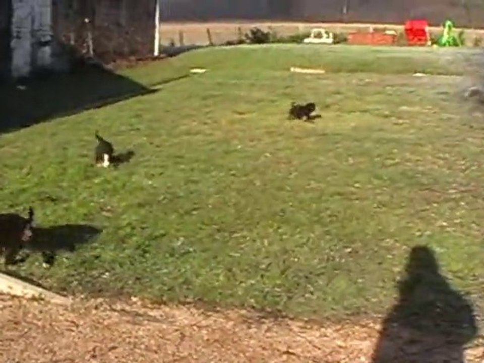 boubous 10