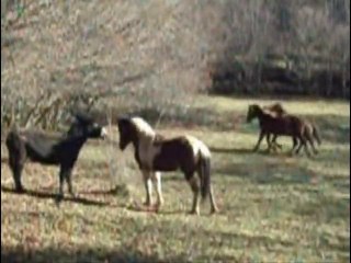 Jeux des garçons au pré