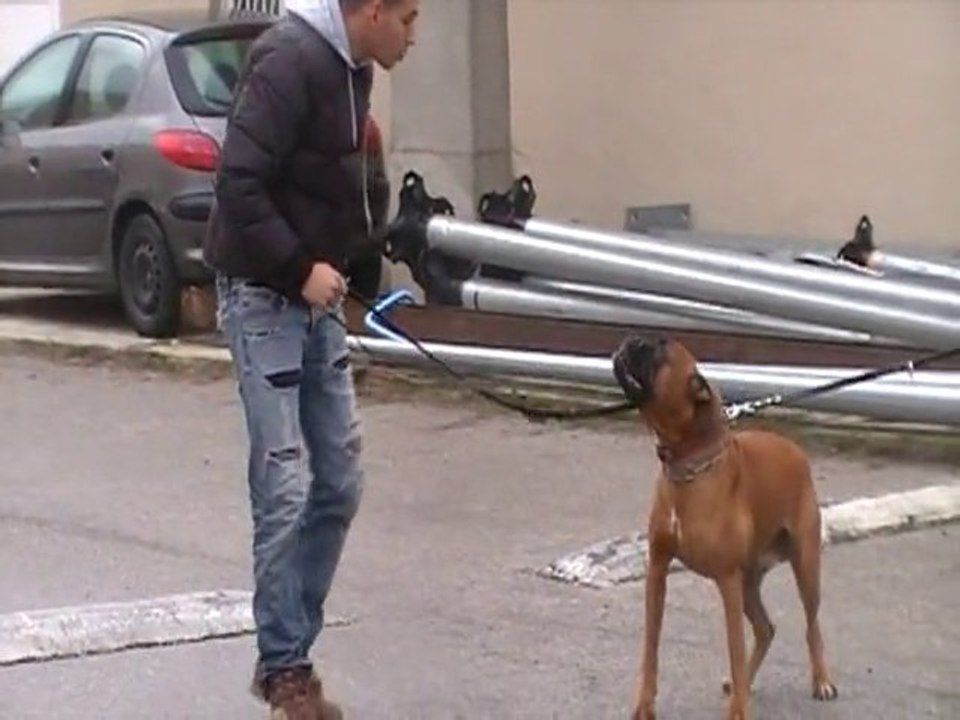 CHIEN AGRESSIF CHIEN DANGEREUX EDUCATION CANINE 13 MARSEILLE 83 VAR