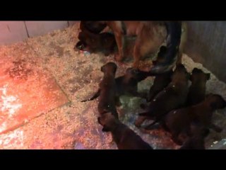 CHIOTS DAKNESS A 4 SEMAINES