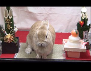 Les bonnes affaires de l'année du lapin
