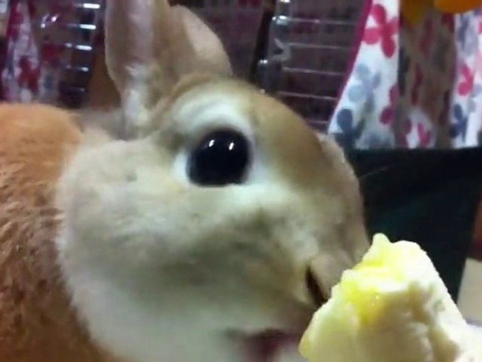 Lapin trop mignon mange une banane au Japon [Lol Rabbit]