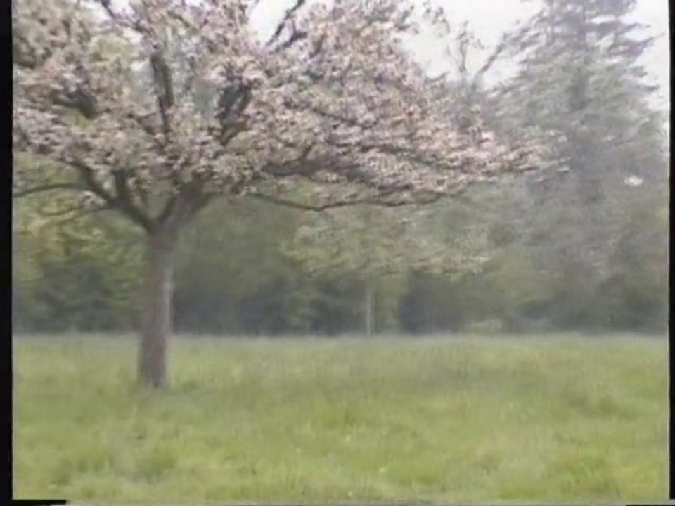 Normandie   pommiers  en  fleurs  et  vaches normande