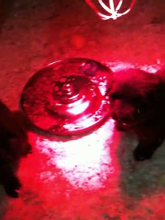 chiots dixie terre neuve marron de VALOYAN