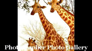 Giraffe Family Photos [Giraffe Family Photo]