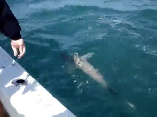 Shark Fishing off Naples and Marco Island Florida