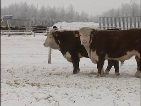 2011 - Herefords - M.C. Quantock Canada's Bulls