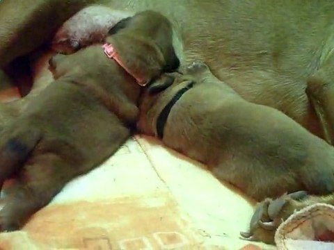 Les bébés de L'Exigence ont 14 jours (6min 30)