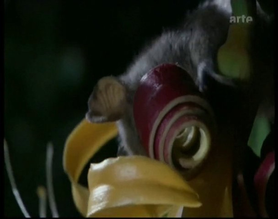 Les Baobabs - Planète terre - Les saisons en forêt